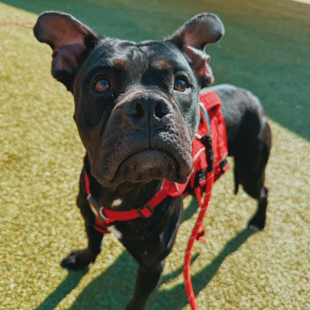 Enlarge LL Cool J, an adoptable mixed breed in Hays, KS image 1/4