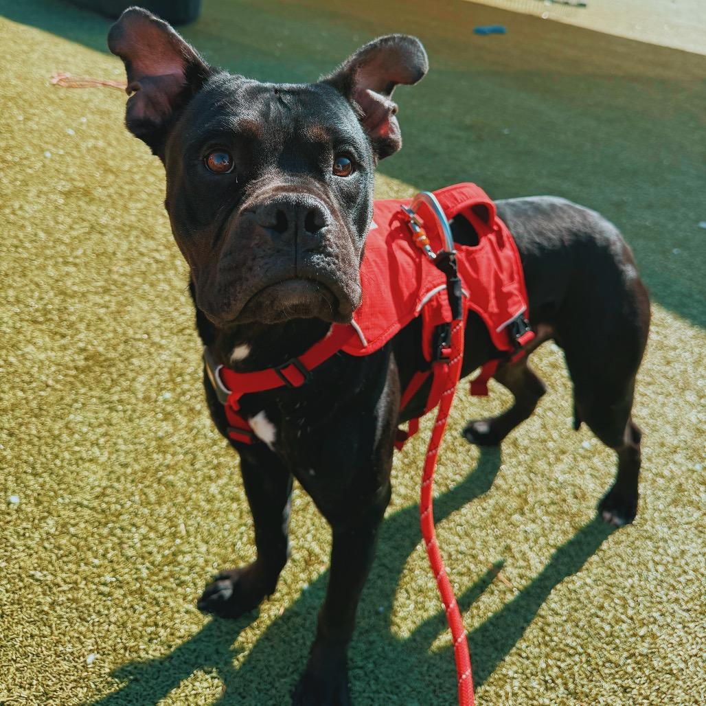 Enlarge LL Cool J, an adoptable mixed breed in Hays, KS image 3/4