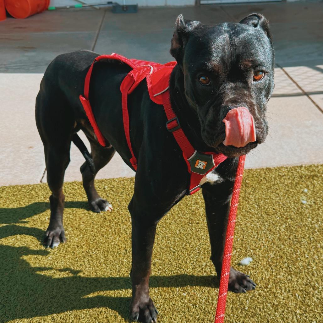 Enlarge LL Cool J, an adoptable mixed breed in Hays, KS image 2/4