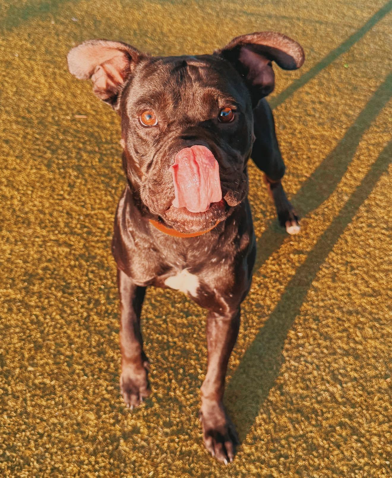 LL Cool J, an adoptable mixed breed in Hays, KS image 5/6