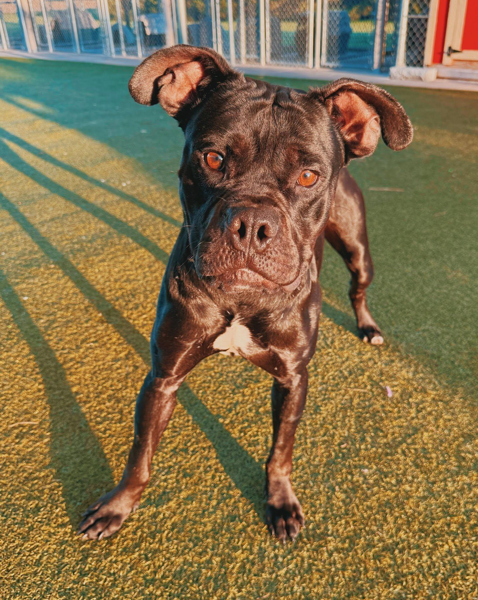 LL Cool J, adoptable, Adult Male Boxer.