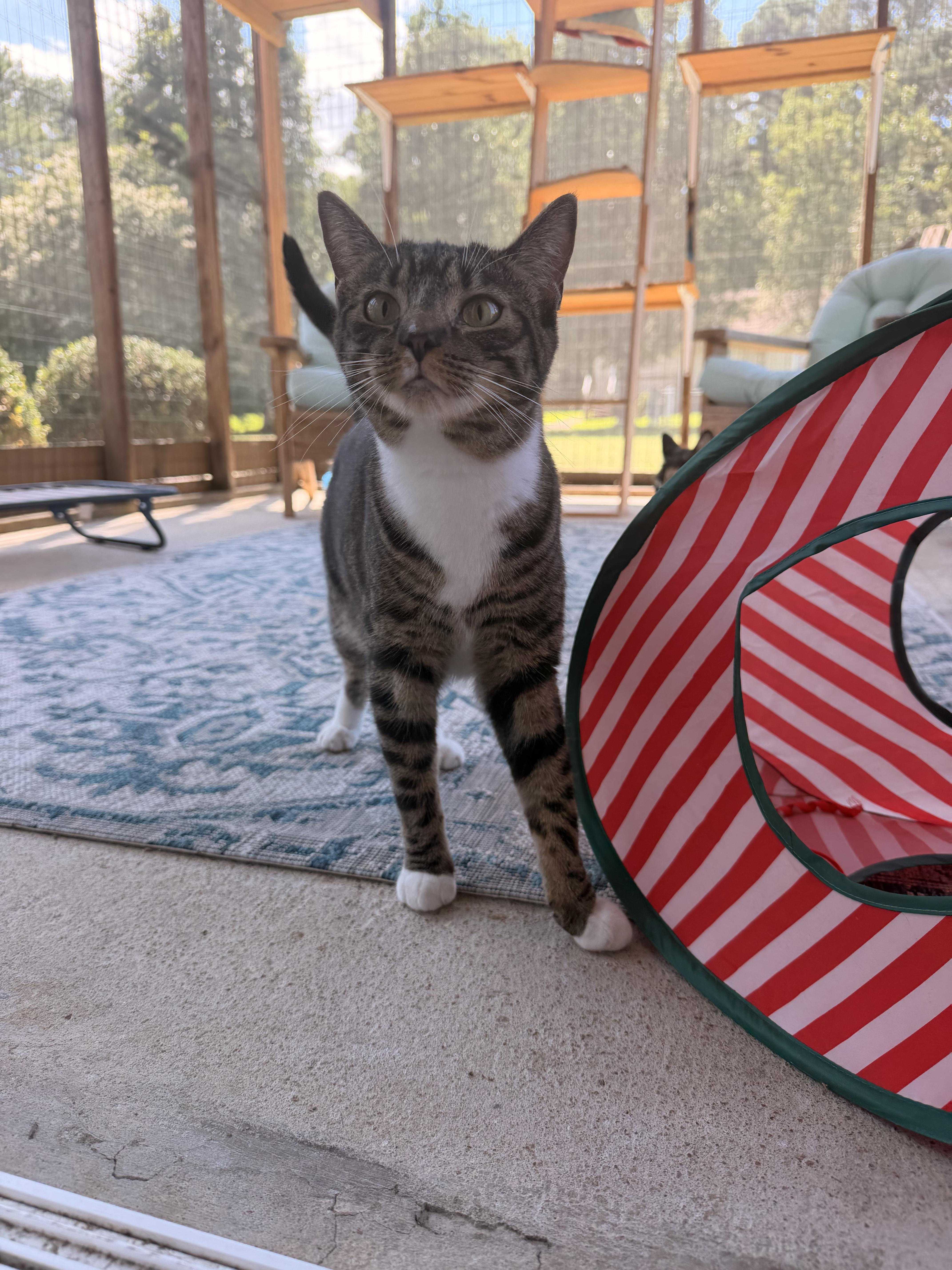 Spice, ADOPTABLE, Young Female Tabby.