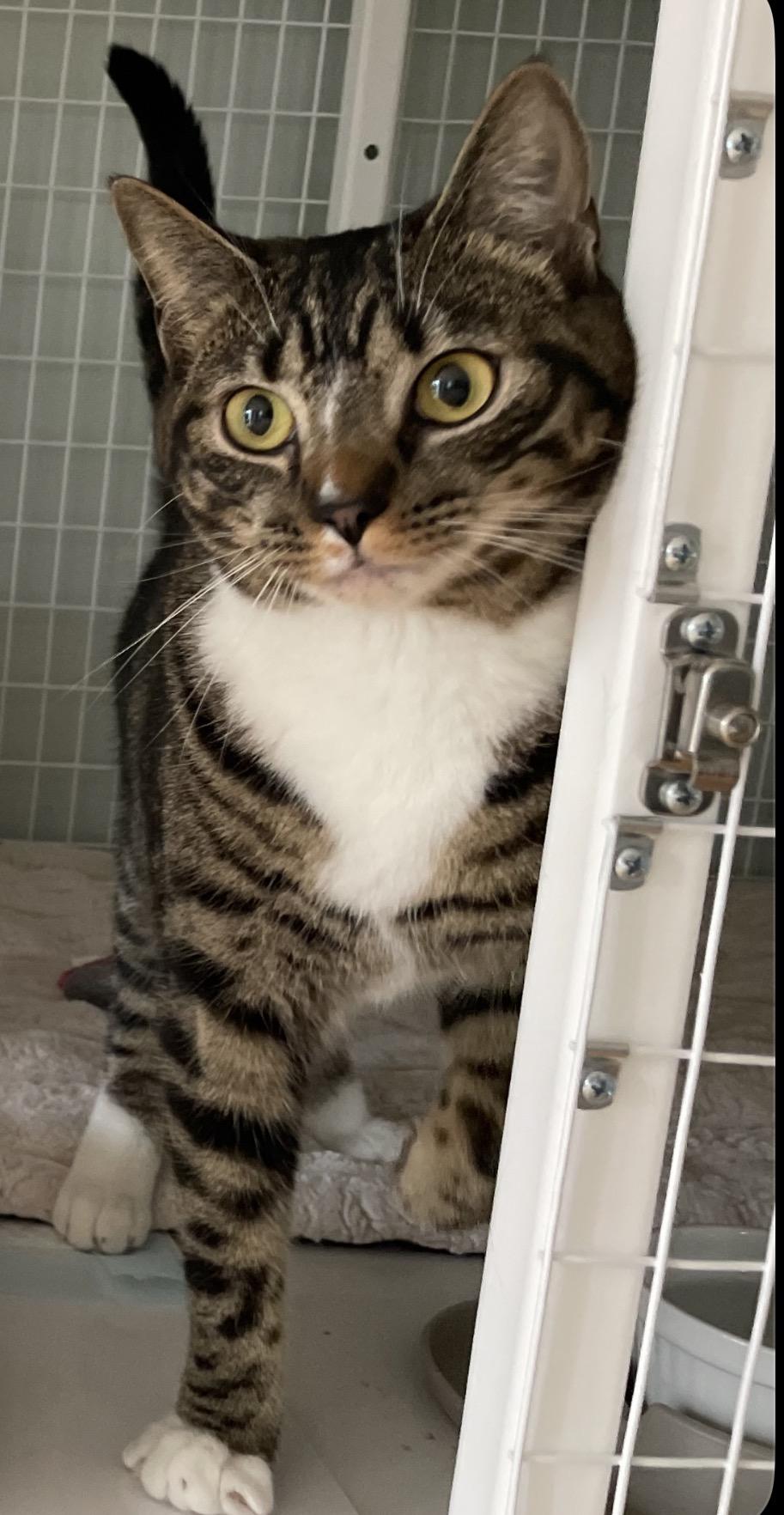Spice, a ADOPTABLE Tabby in Suffolk, VA image 2/2