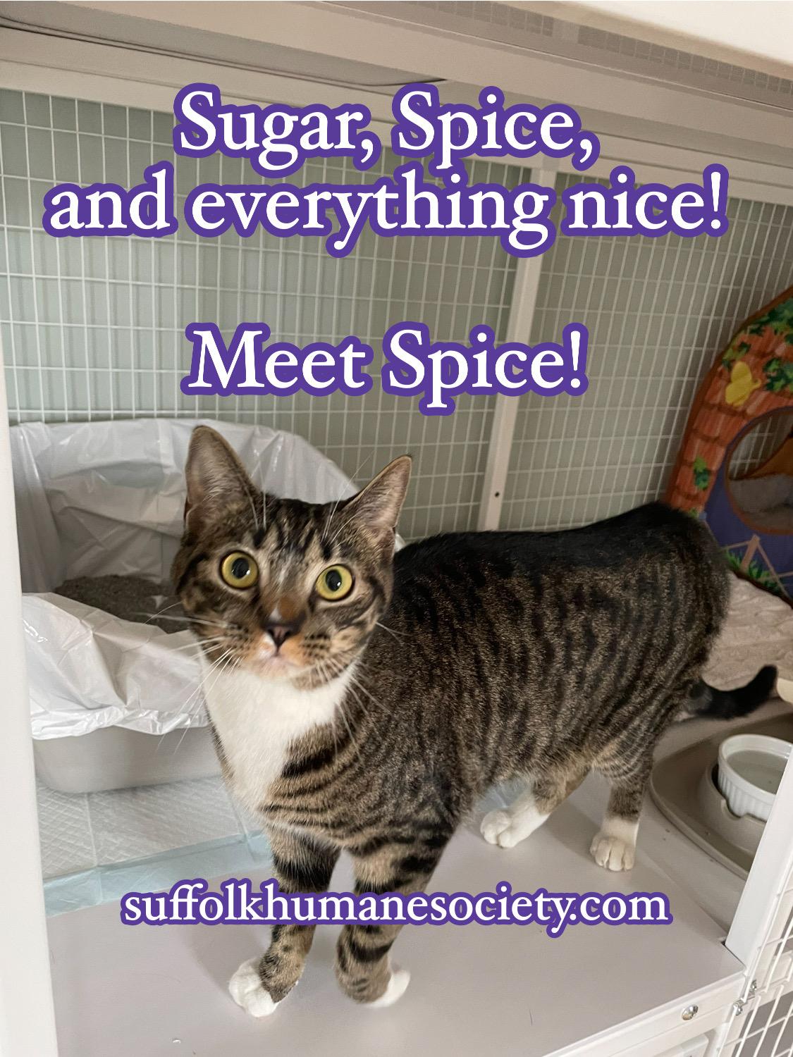 Spice, ADOPTABLE, Young Female Tabby.