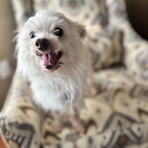 Touchdown, Adoptable, Senior Male Chihuahua & Maltese.