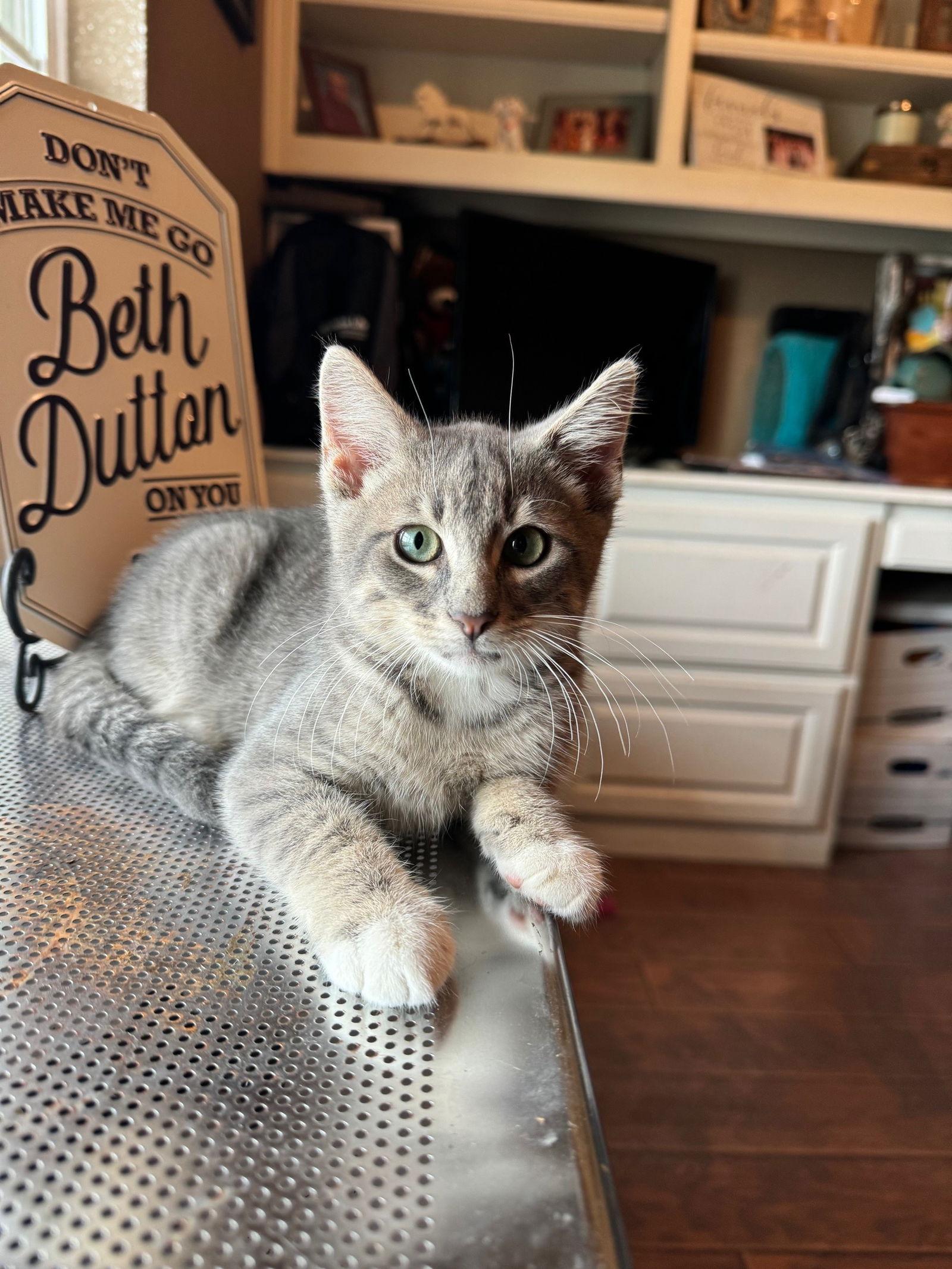 Toby, Adoptable, Kitten Male Domestic Short Hair.