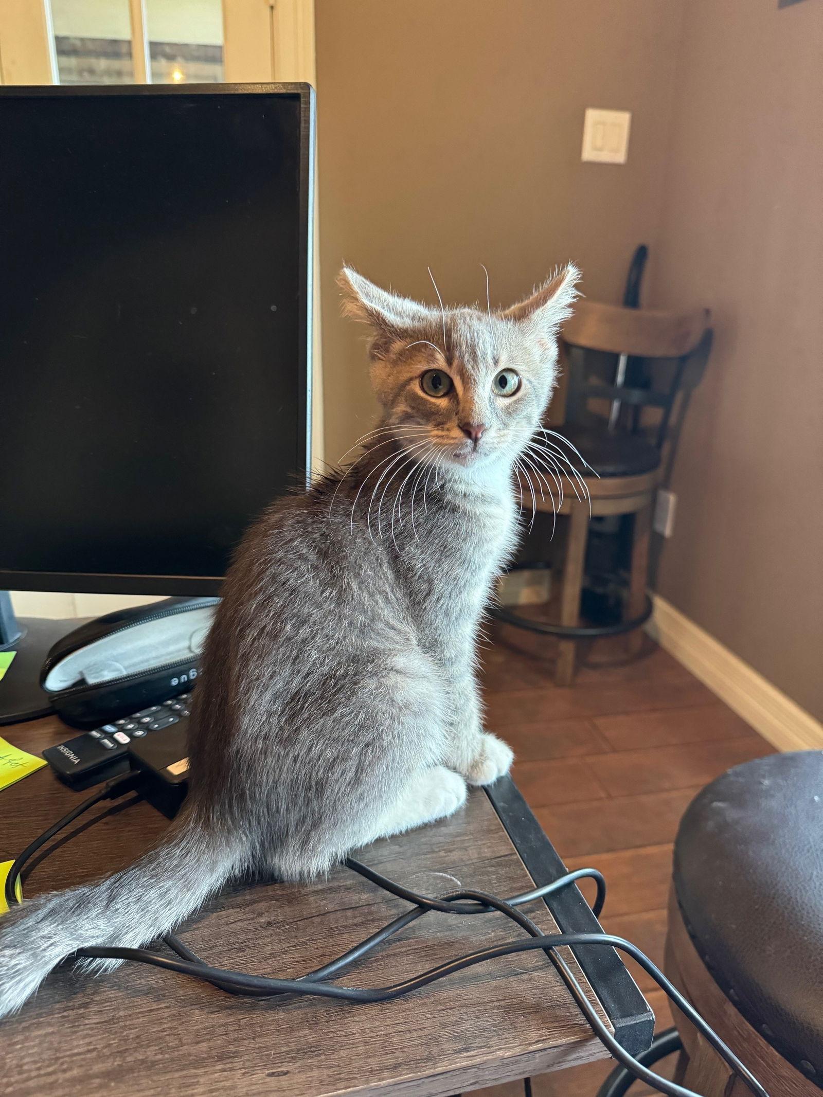 Enlarge Toby, a Adoptable Domestic Short Hair in Mesquite, TX image 3/3