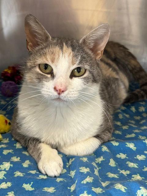 Peppermint Patty, Adoptable, Adult Female Domestic Short Hair.