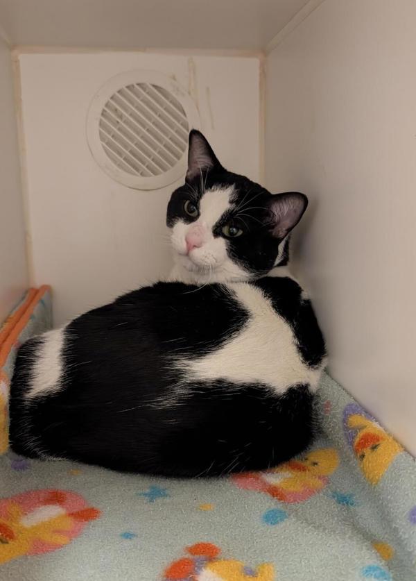 Enlarge Leroy, a Adoptable mixed breed in Winnipeg, MB image 1/1