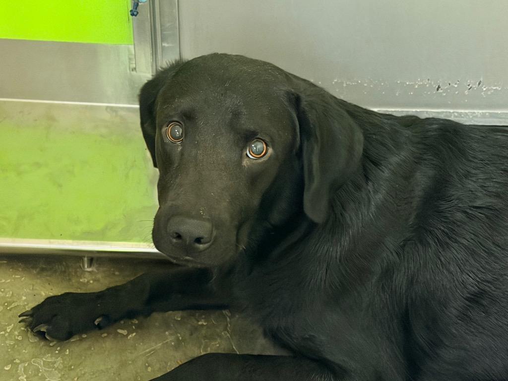 Mater, Adoptable, Young Male Black Labrador Retriever & Mixed Breed.
