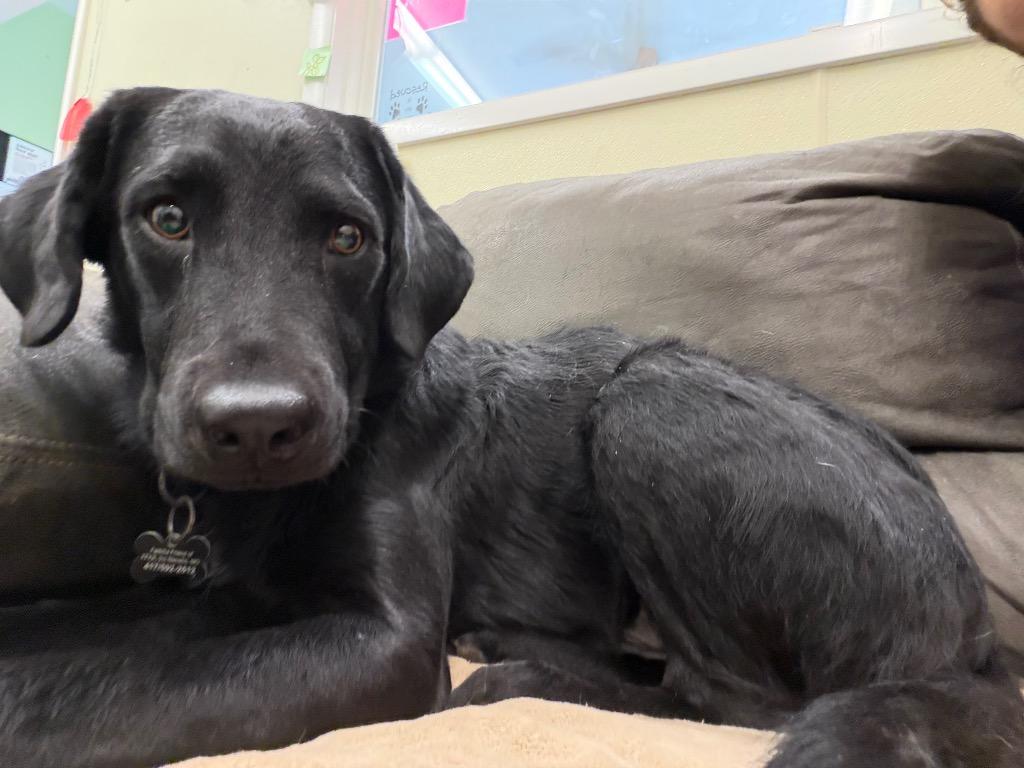 Enlarge Mater, a Adoptable mixed breed in Neosho, MO image 2/6