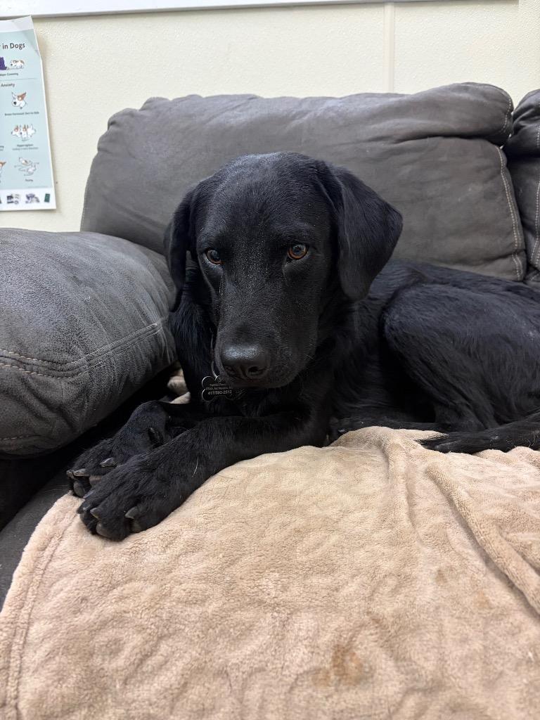 Enlarge Mater, a Adoptable mixed breed in Neosho, MO image 3/6