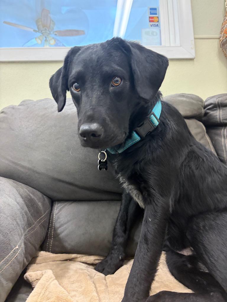 Enlarge Mater, a Adoptable mixed breed in Neosho, MO image 4/6
