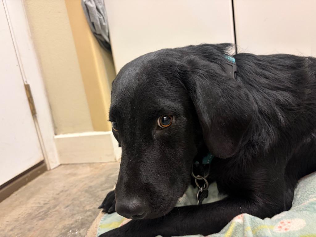 Enlarge Mater, a Adoptable mixed breed in Neosho, MO image 5/6