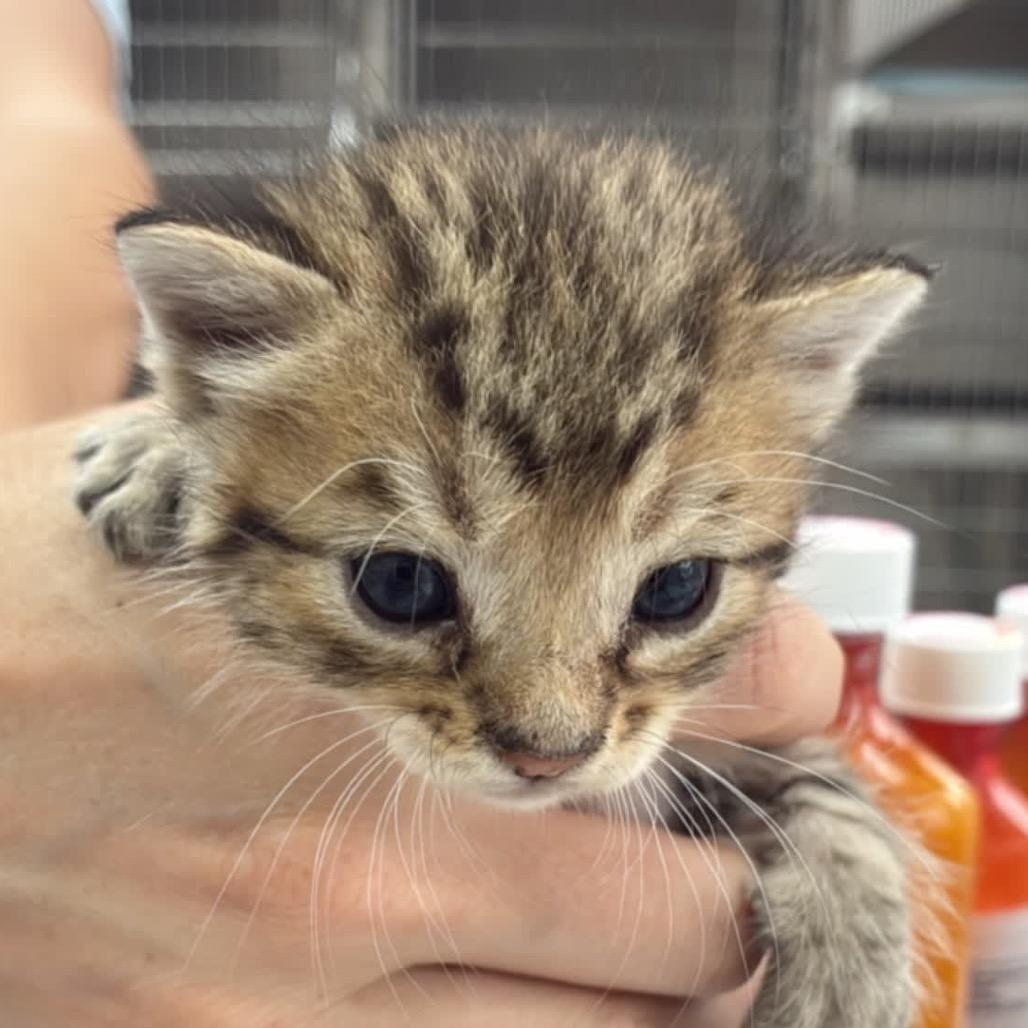 Captain Hook, Adoptable, Kitten Male Domestic Short Hair.