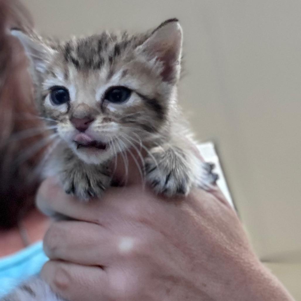 Captain Hook, a Adoptable Domestic Short Hair in Fargo, ND image 3/3