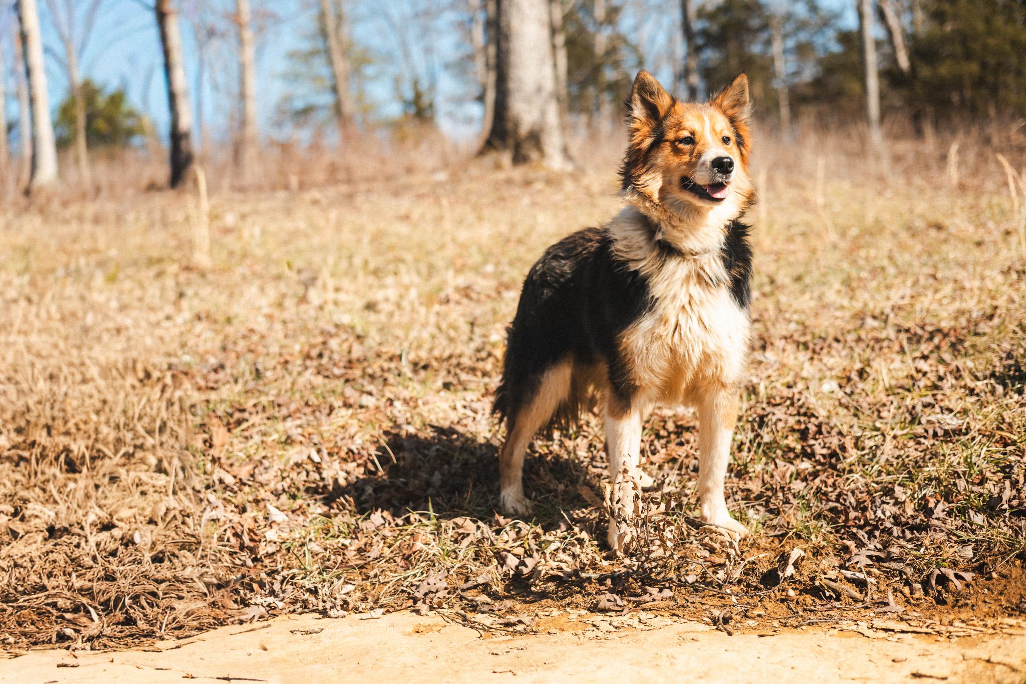 Enlarge Foxley - Transport, a Adopted mixed breed in Greenwood, IN image 3/5