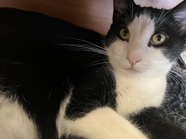 Taco, a Adoptable Domestic Short Hair in Montclair, CA image 5/6