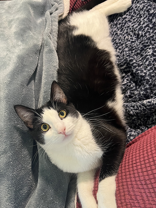 Taco, Adoptable, Young Male Domestic Short Hair.