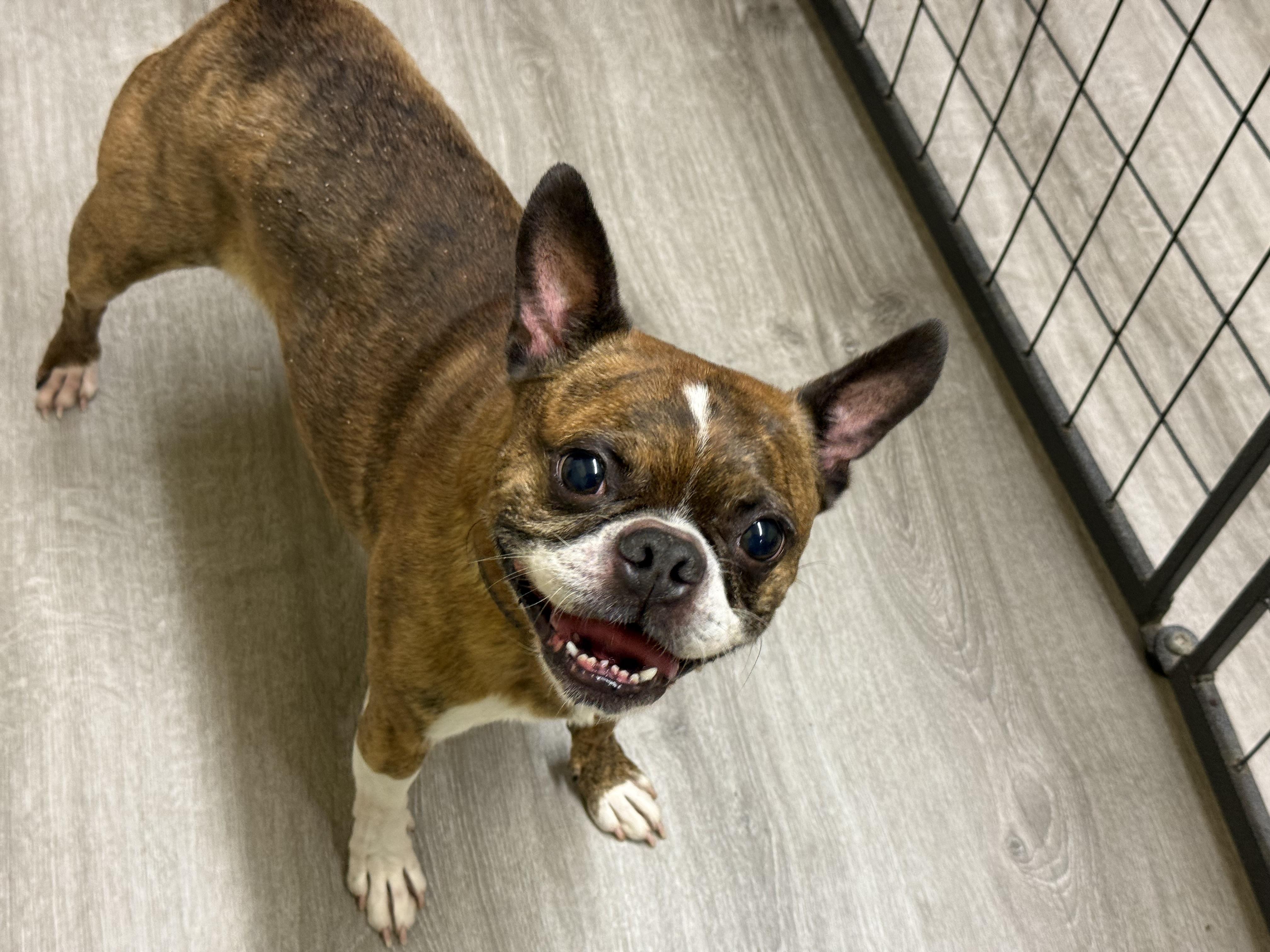 Enlarge Brody, an adopted Boston Terrier in Elloree, SC image 2/3