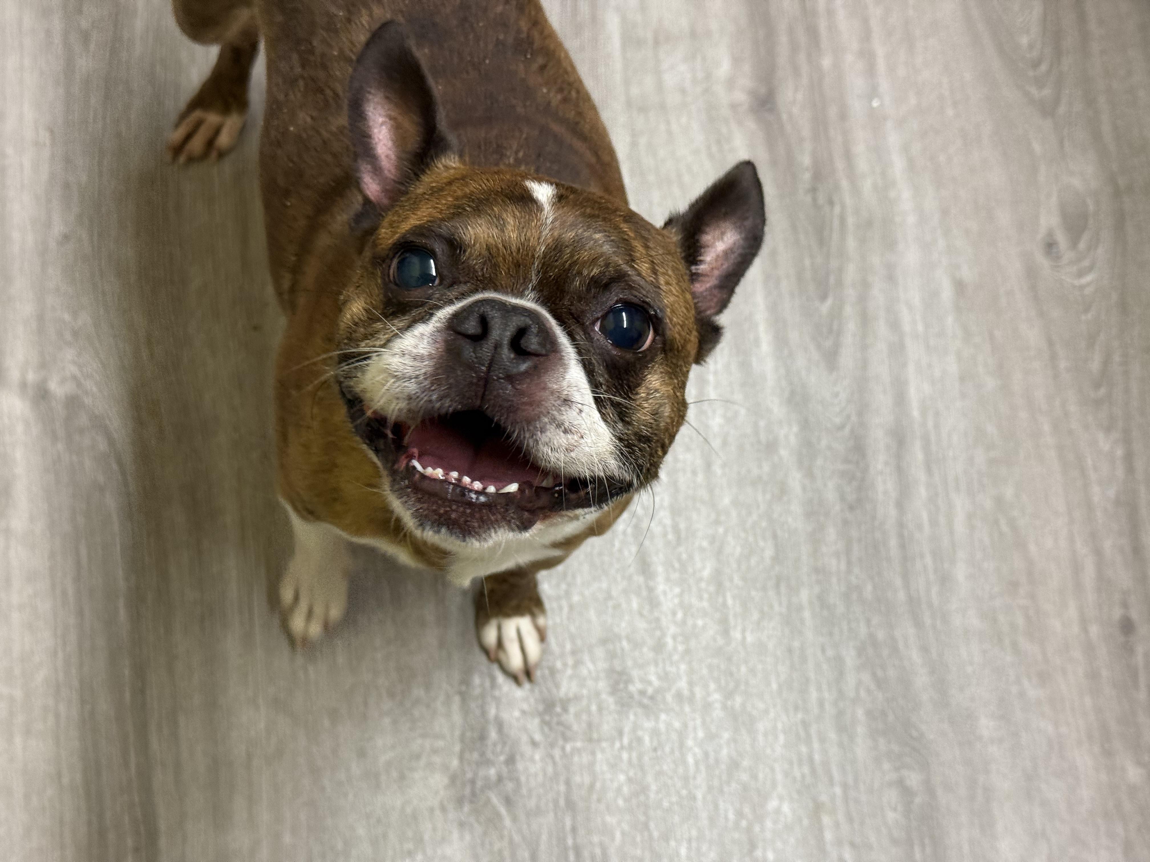 Enlarge Brody, an adopted Boston Terrier in Elloree, SC image 3/3