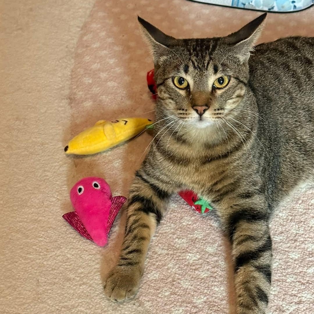 Smoke, Adoptable, Young Male Tabby.