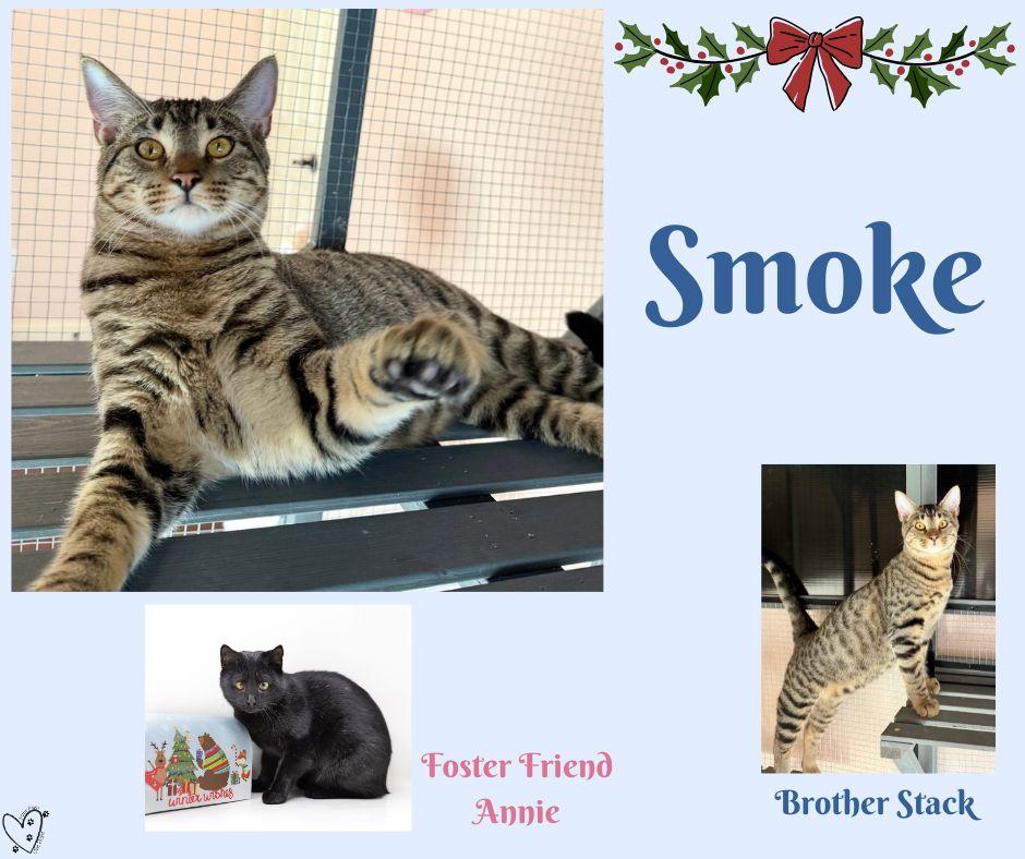 Smoke, Adoptable, Young Male Tabby.