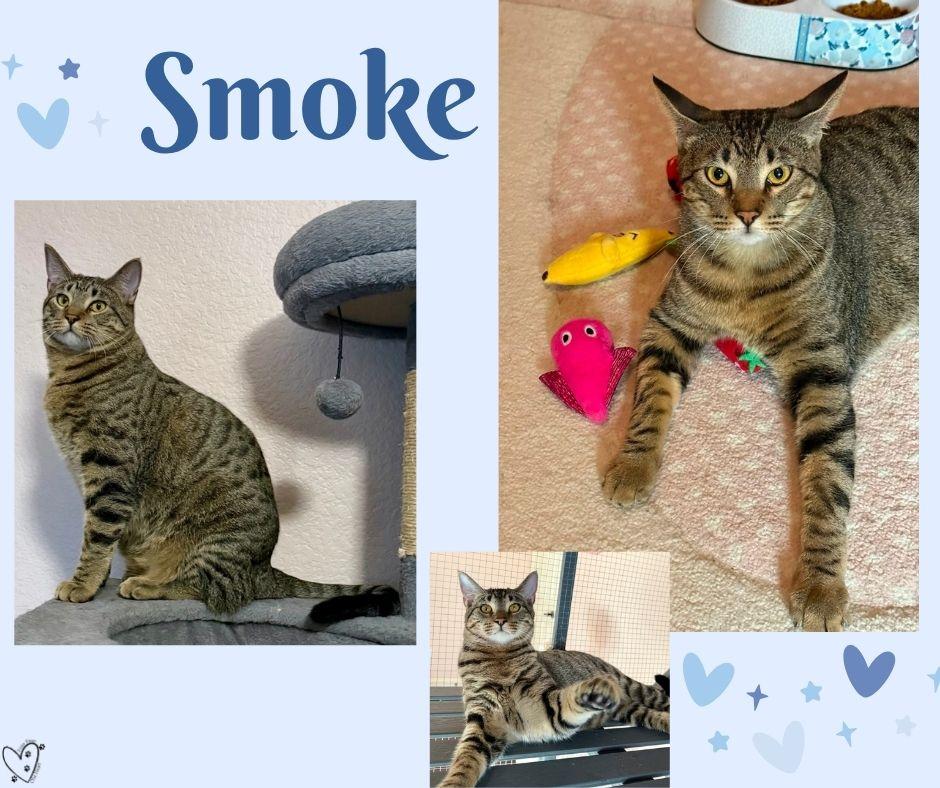 Smoke, a Adoptable Tabby in Fort Worth, TX image 4/6