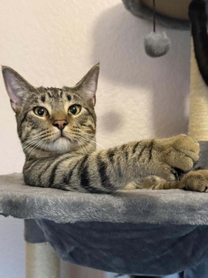 Enlarge Smoke, a Adoptable Tabby in Trophy Club, TX image 2/5