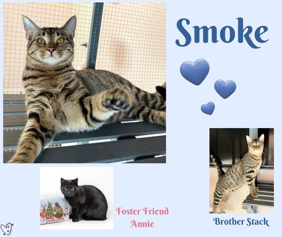 Enlarge Smoke, a Adoptable Tabby in Trophy Club, TX image 3/5