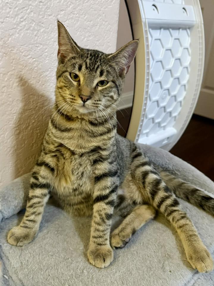Enlarge Smoke, a Adoptable Tabby in Trophy Club, TX image 5/5