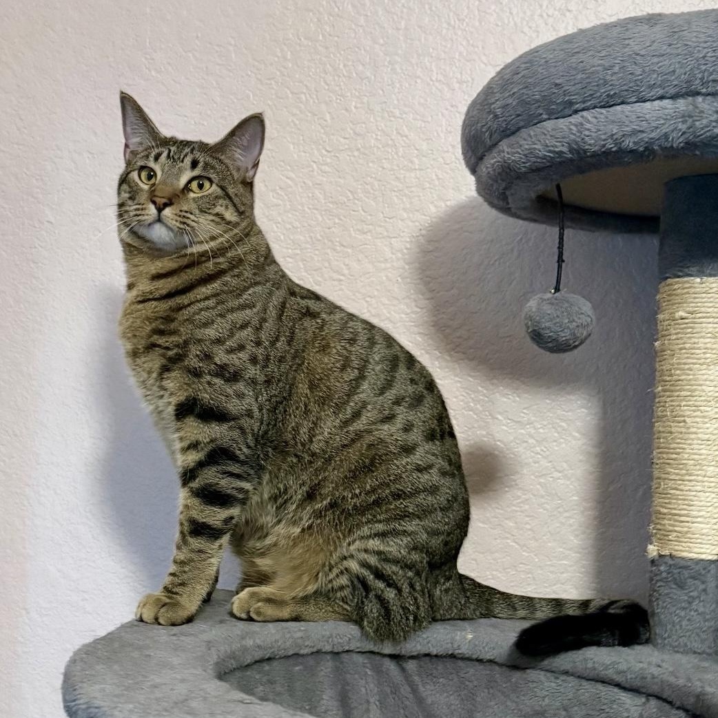 Enlarge Smoke, a Adoptable Tabby in Fort Worth, TX image 1/6