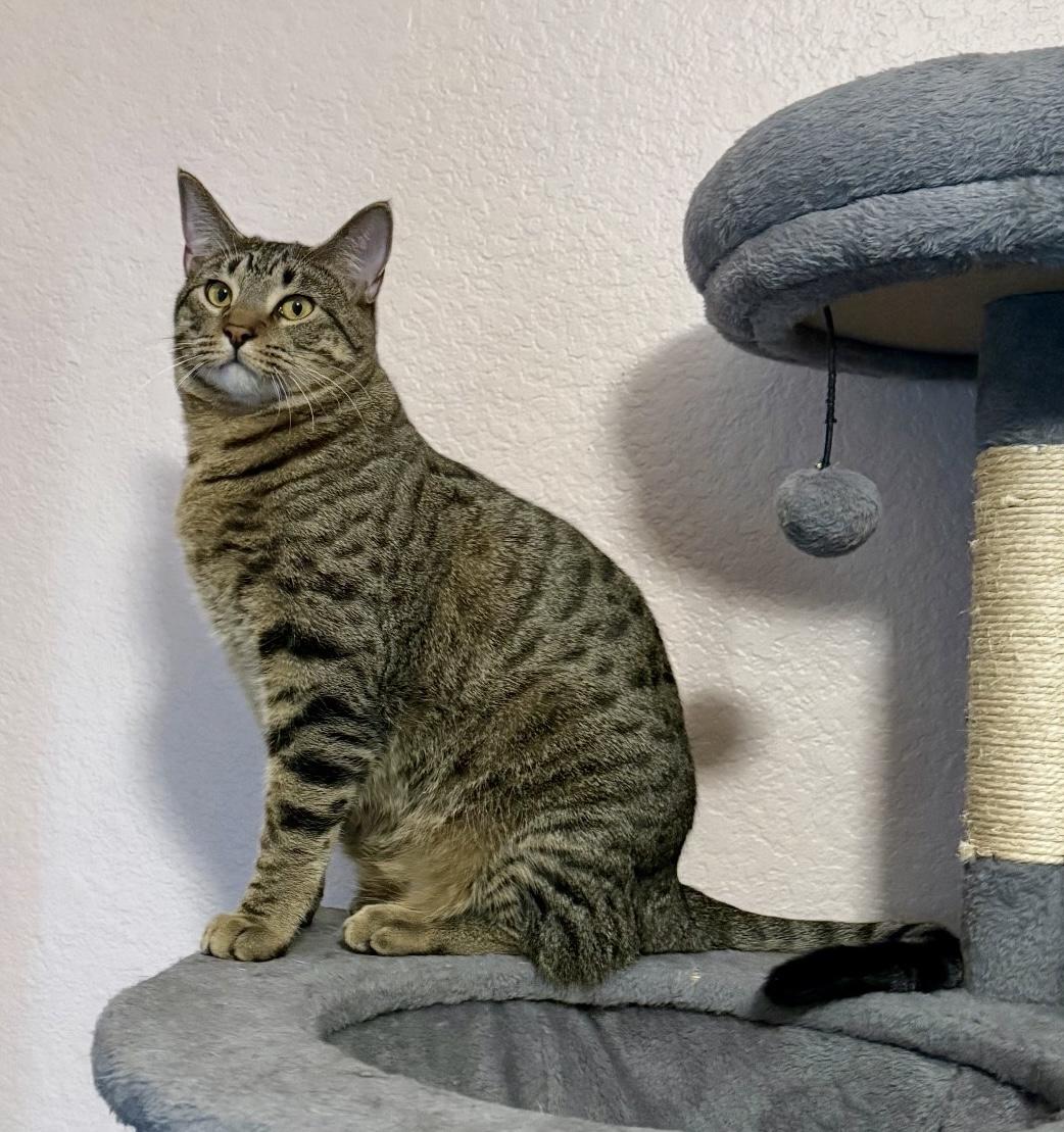 Enlarge Smoke, a Adoptable Tabby in Trophy Club, TX image 1/6
