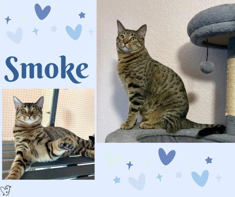 Enlarge Smoke, a Adoptable Tabby in Trophy Club, TX image 6/6