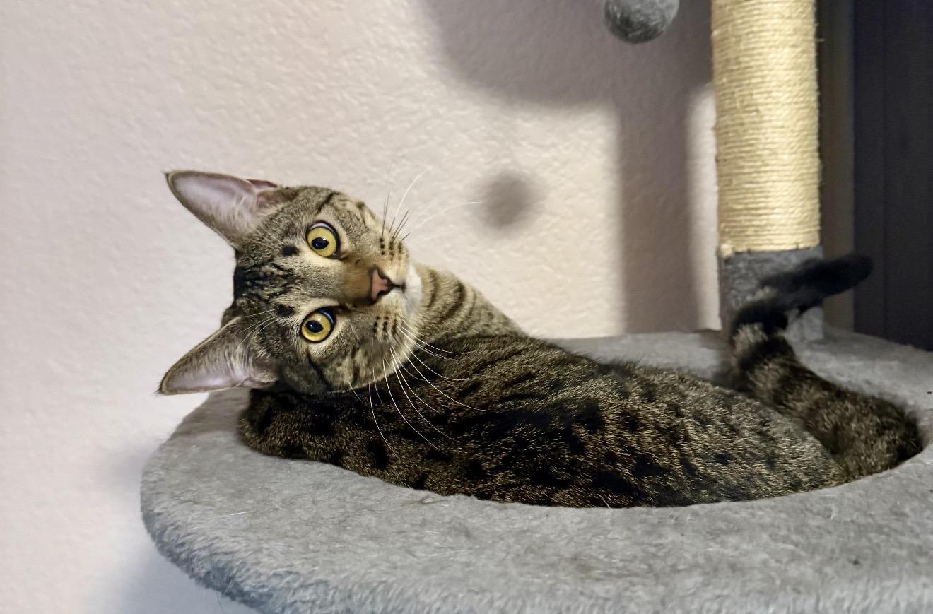 Enlarge Smoke, a Adoptable Tabby in Trophy Club, TX image 6/6