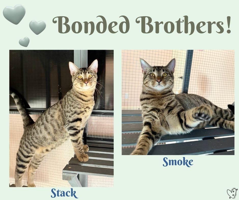 Enlarge Smoke, a Adoptable Tabby in Trophy Club, TX image 3/6