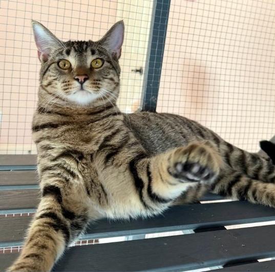 Smoke, Adoptable, Young Male Tabby.