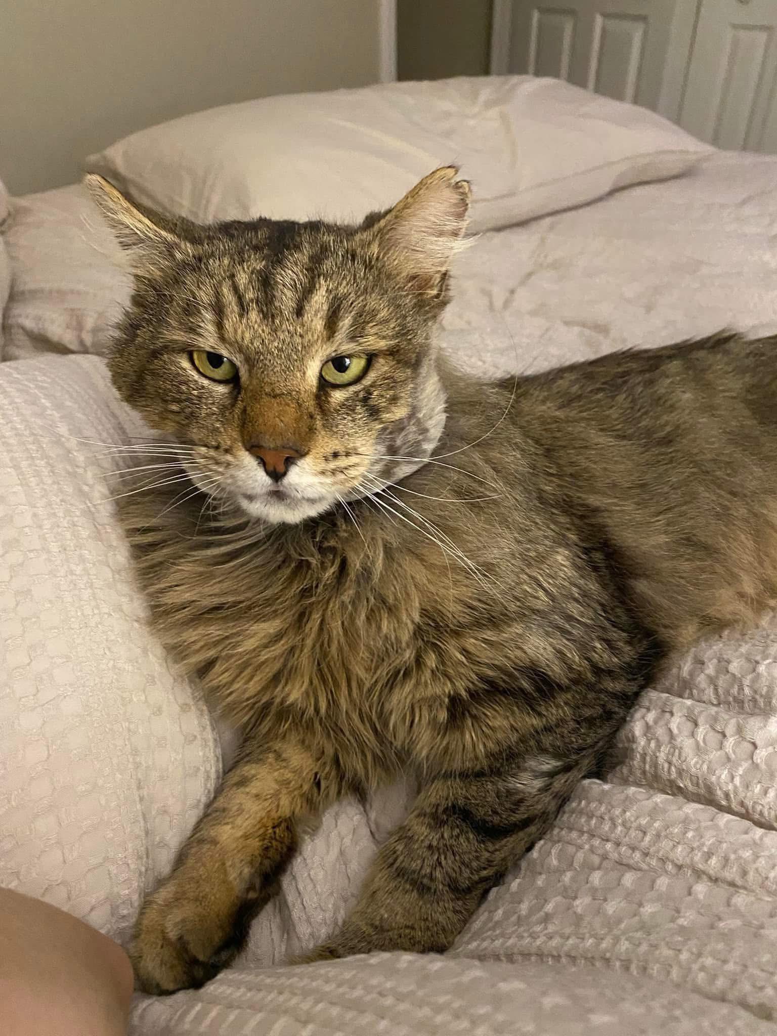 Wally , ADOPTABLE, Adult Male Domestic Medium Hair.