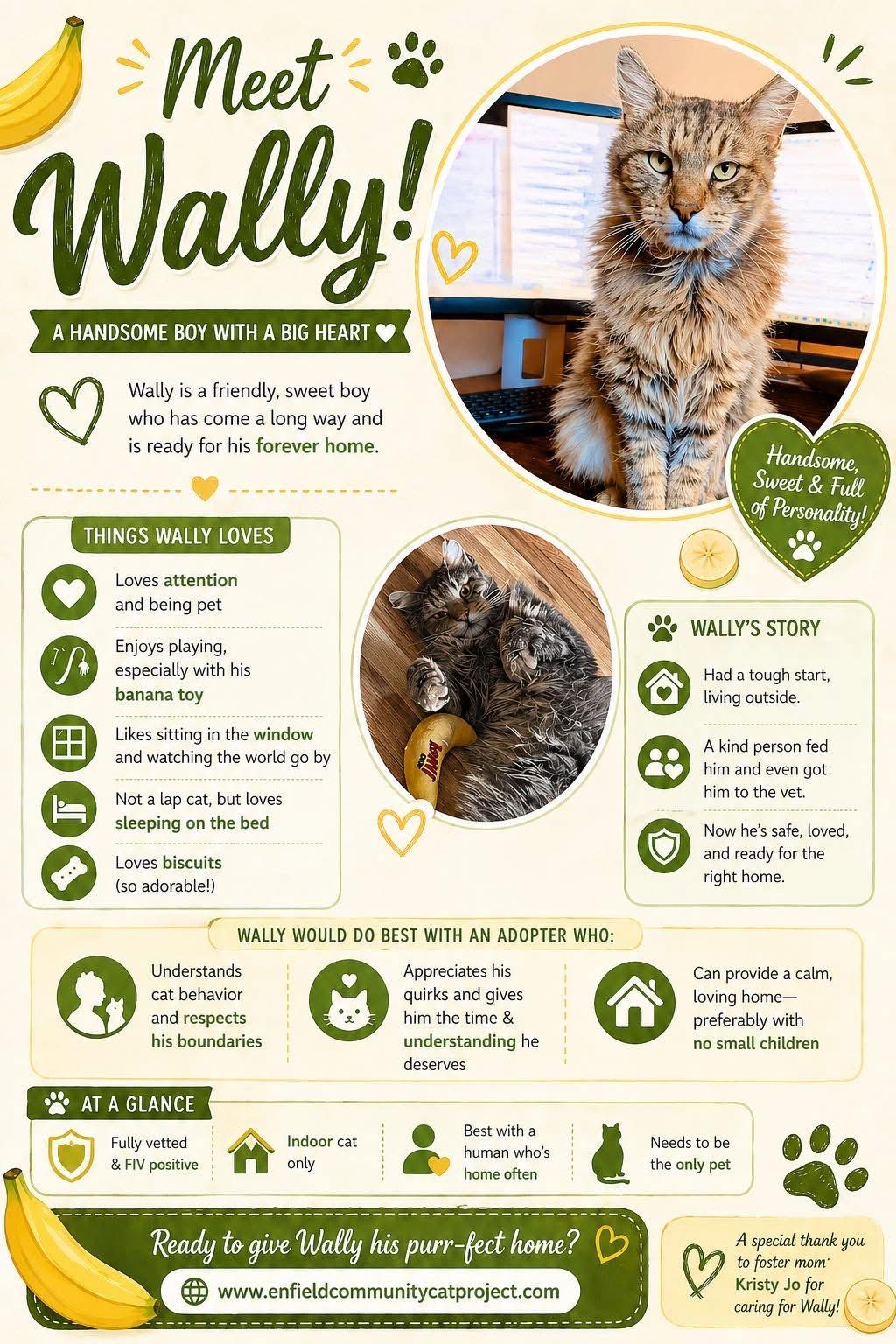 Wally , a ADOPTABLE Domestic Medium Hair in Enfield, CT image 3/4
