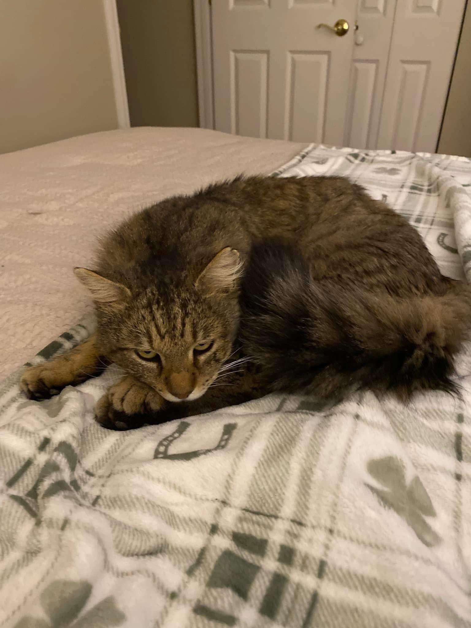 Wally , a ADOPTABLE Domestic Medium Hair in Enfield, CT image 4/4