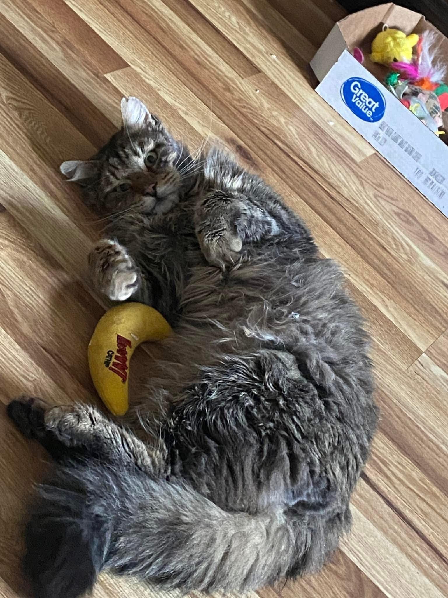 Wally , a ADOPTABLE Domestic Medium Hair in Enfield, CT image 2/4