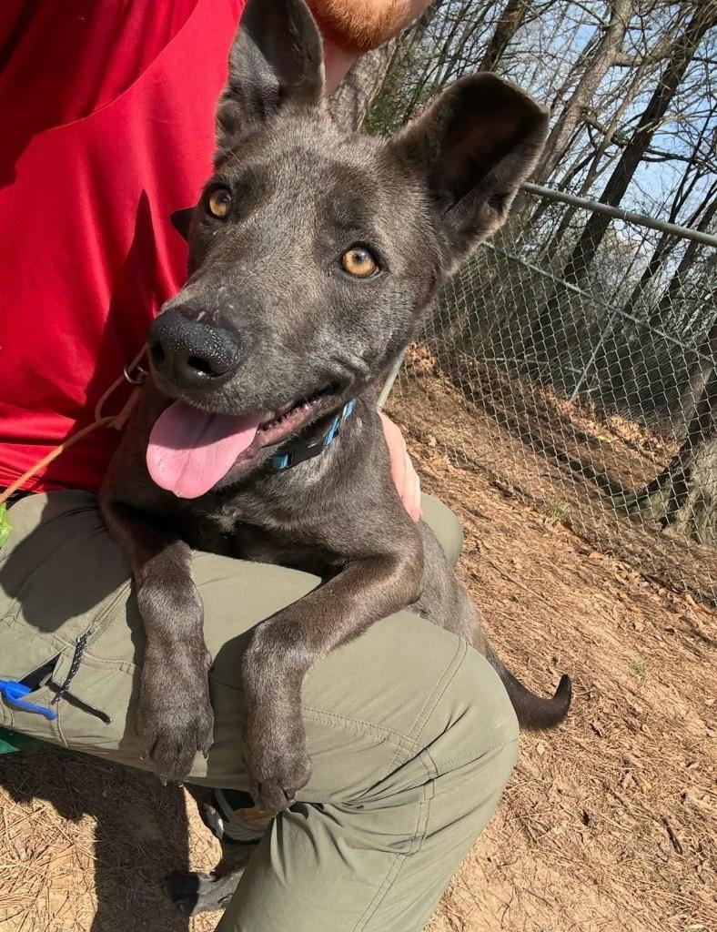 Venus, Adoptable, Young Female Shepherd.