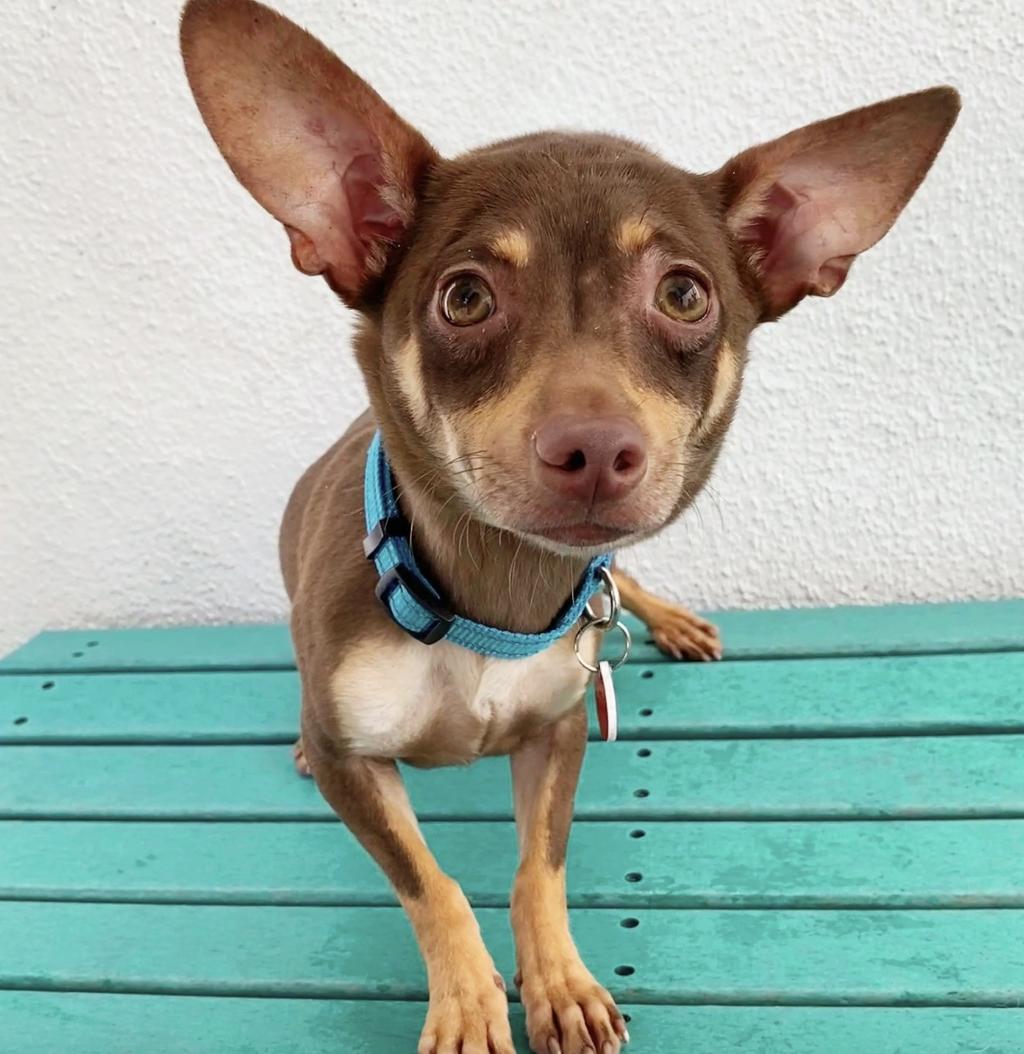 Hello My name is Leon I was recently rescued so the people at Wags are still g