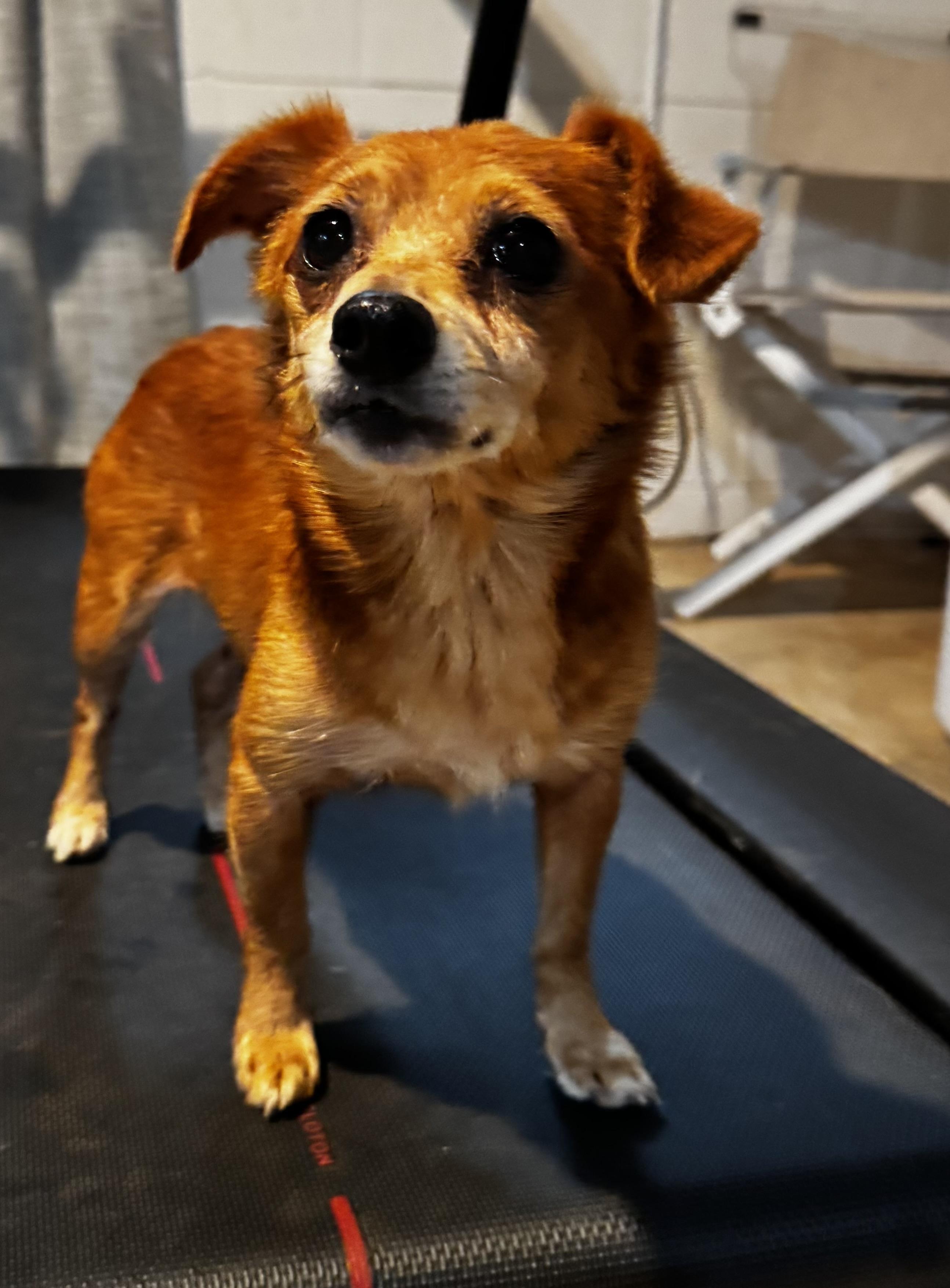 Enlarge Laurel, a ADOPTABLE mixed breed in Wilkesboro, NC image 1/3
