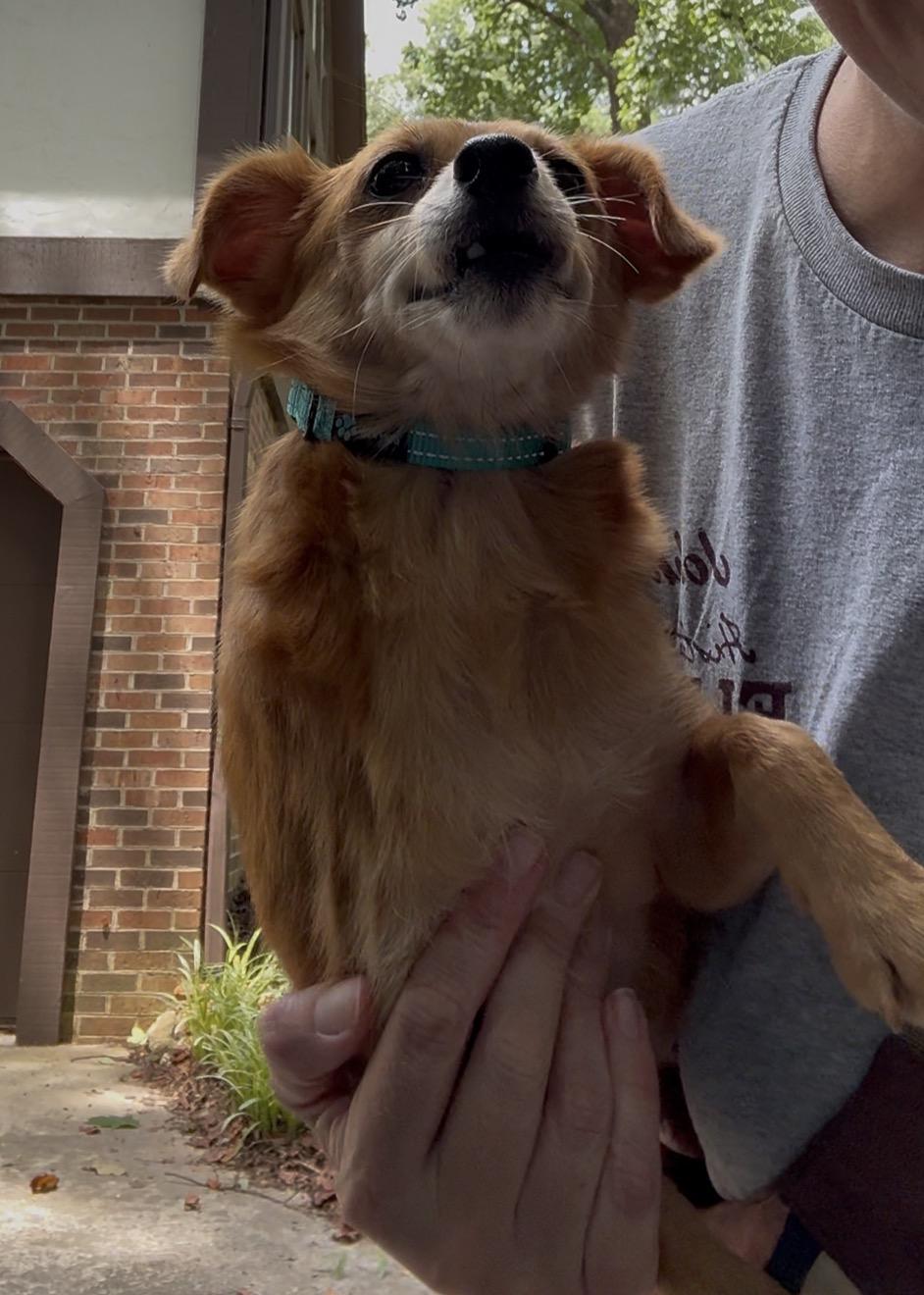 Enlarge Laurel, a ADOPTABLE mixed breed in Wilkesboro, NC image 2/3
