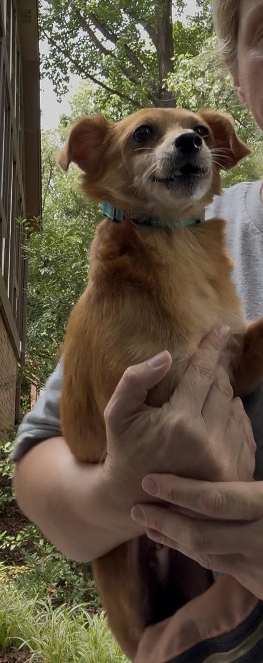 Enlarge Laurel, a ADOPTABLE mixed breed in Wilkesboro, NC image 3/3