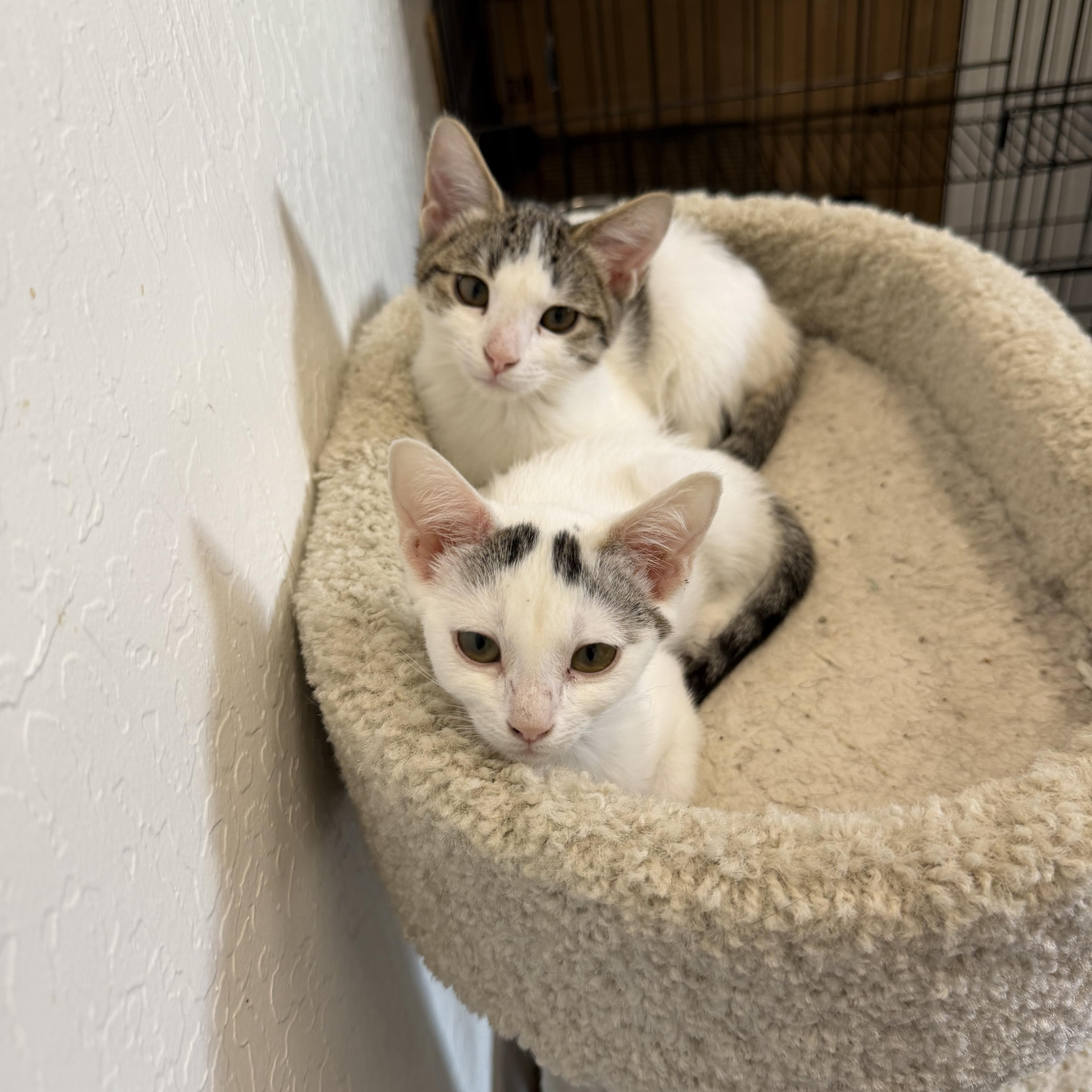Enlarge Hannah, a Adoptable Domestic Short Hair in Sonora, CA image 2/3