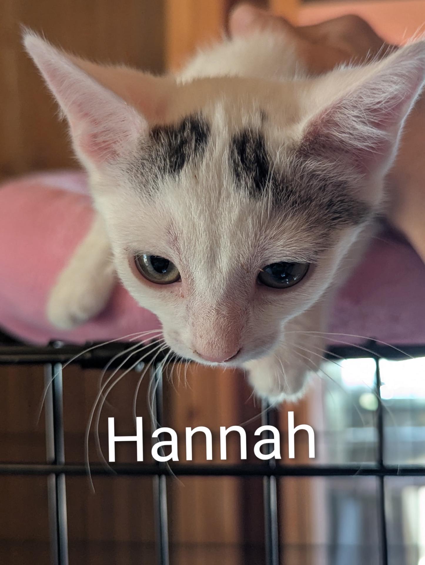 Enlarge Hannah, a Adoptable Domestic Short Hair in Sonora, CA image 3/3
