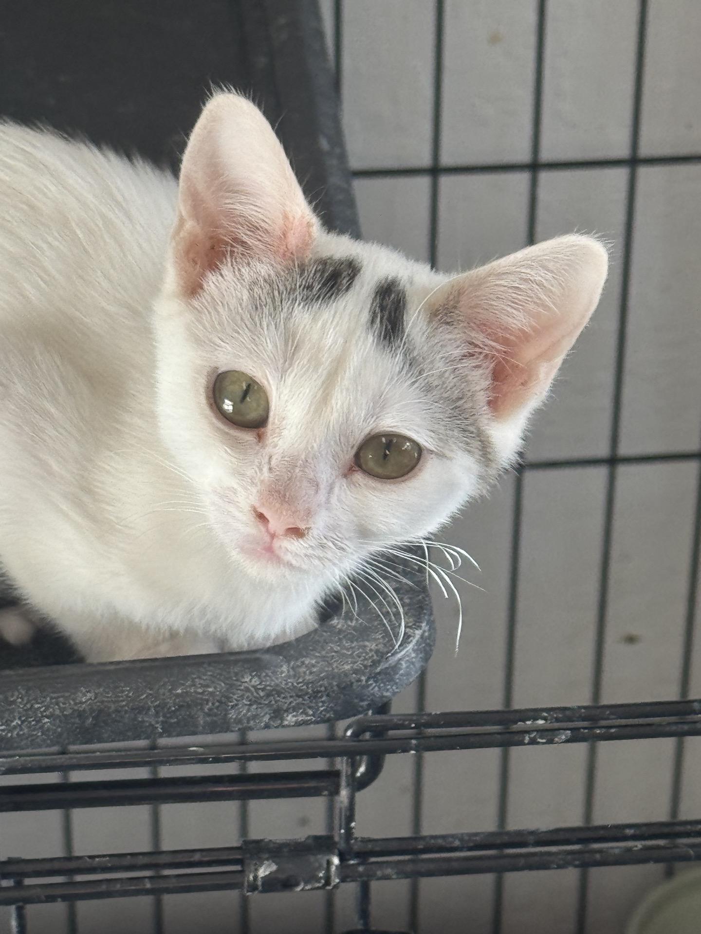 Enlarge Hannah, a Adoptable Domestic Short Hair in Sonora, CA image 1/3