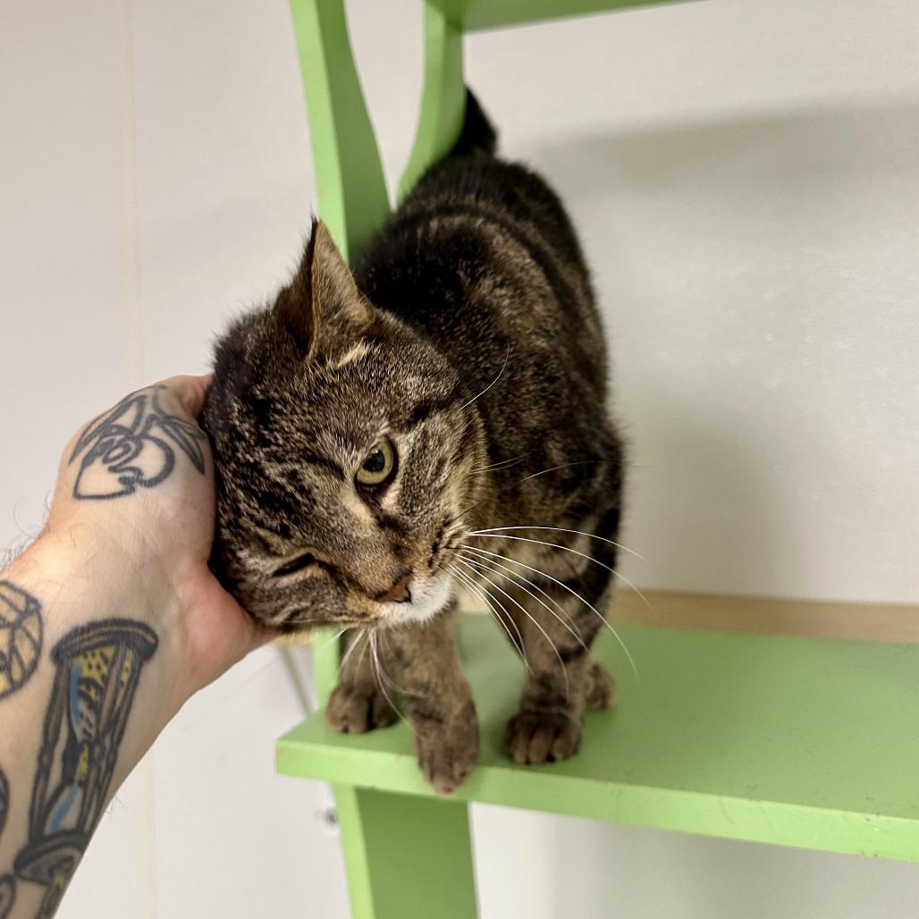 Enlarge Audrey, a Adoptable Domestic Short Hair in Uniontown, PA image 1/5